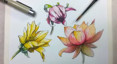 Виды цветов рисунки карандашом - 72 фото