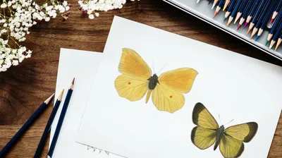Цветы нарисованные карандашом | Премиум Фото