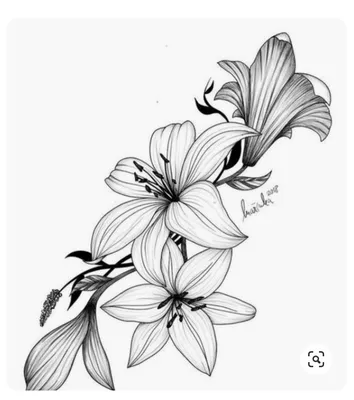 Красивые цветы рисунки карандашом - 88 фото