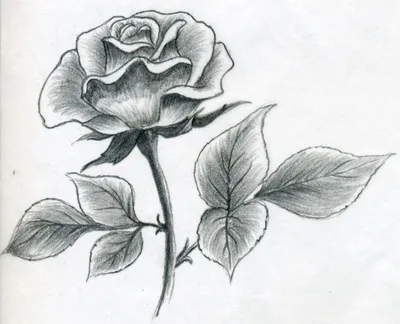 Рисунки для срисовки цветы - 67 фото