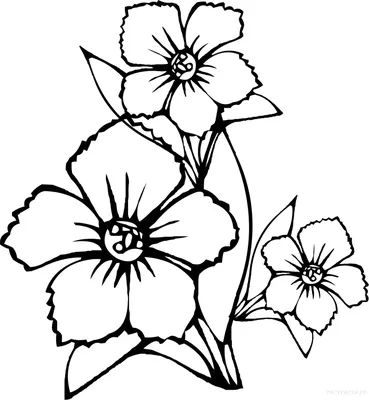 Легкие цветы для срисовки карандашом - 72 фото