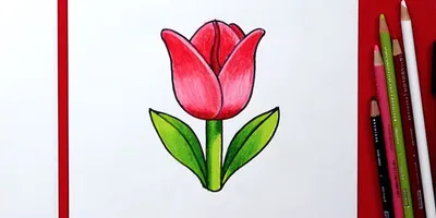 Цветов нарисованных простым карандашом картинки