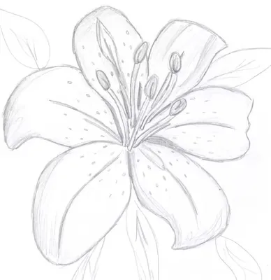Легкий рисунок для срисовки цветы - 63 фото