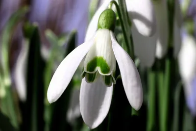 Подснежники Весенние Цветы Белые - Бесплатное фото на Pixabay - Pixabay