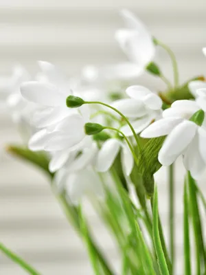 Бесплатное изображение: Цветы, подснежники, белые цветки.