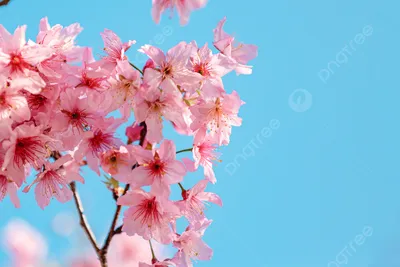 Скачать 1920x1080 сакура, цветы, цветение, весна, розовый обои, картинки  full hd, hdtv, fhd, 1080p