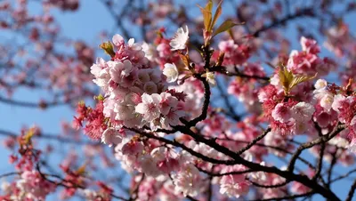 Цветение Вишни Весна Сакура - Бесплатное фото на Pixabay - Pixabay
