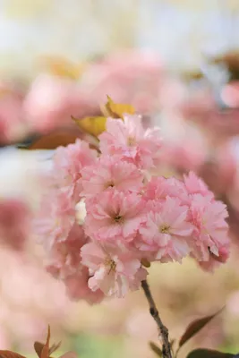 Скачать обои ветки, весна, сакура, цветение, pink, blossom, sakura, cherry,  spring, bloom, раздел цветы в разрешении 640x1136 | Цветение, Цветение  вишни, Цветы