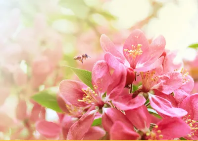 Цветущая сакура весна картинки