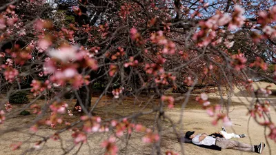 Весна шагает по планете: цветение сакуры в разных странах. Фотогалерея |  РБК Life