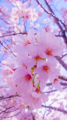 Картинка Сакура белых весенние цветок