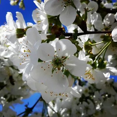 Фотообои "Цветущая весна" - Арт. 170959 | Купить в интернет-магазине Уютная  стена