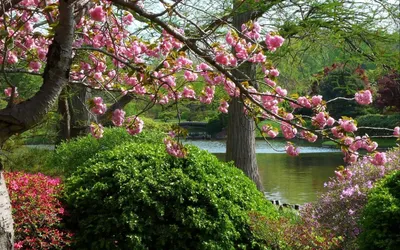 Идеи на тему «Цветущая Весна» (620) в 2024 г | весна, цветы, цветущие  деревья
