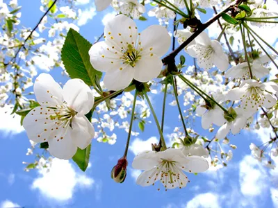 Цветущая весна, картинки от нейросети. | Promtart | Дзен