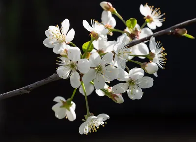 Цветущая весна картинки - 48 фото
