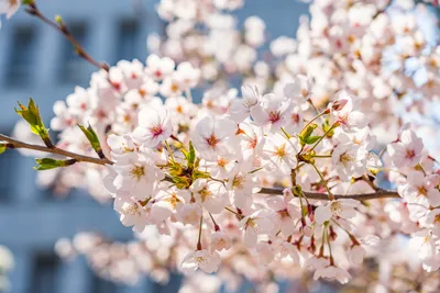 Цветение деревьев весна цветущие деревья цветущая сакура весенние цветы  цветущие деревья | Премиум Фото