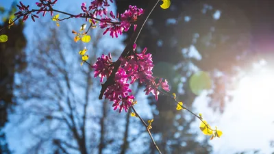 картинки : Hanyang University, Корея, Сеул, весна, весенние цветы, Цветение  вишни, flower trees, филиал, лепесток, дневное время, организм, Ветка,  Colorfulness, белый, цвести, цветущее растение, ботаника, Крупным планом,  пыльца, Дикий цветок ...