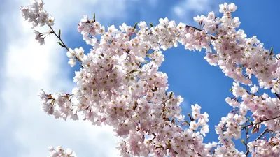 А мне сегодня снилась цветущая весна!.. (Надежда Бурцева -4) / Стихи.ру