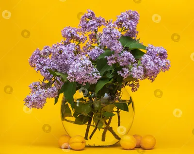 ветки цветущей сирени в стеклянной круглой прозрачной вазе и абрикосы на  желтом фоне - Ozero - российский фотосток