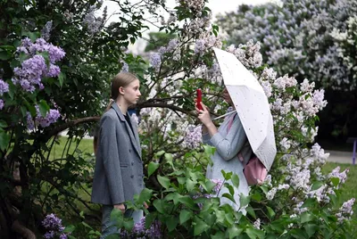 Фотосессия в цветущей сирени. Сайт фотографа в Кирове Ольги Горевой.