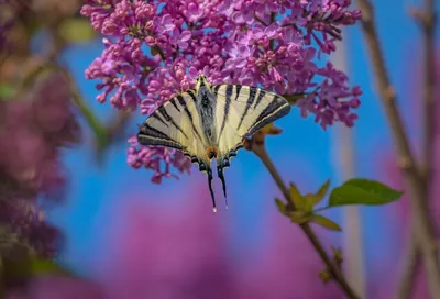 Бабочки на цветущей сирени. Фотограф Лашков Фёдор