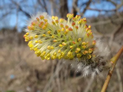 Цветущая верба // Yellow pussy willow | На вербе начали появ… | Flickr