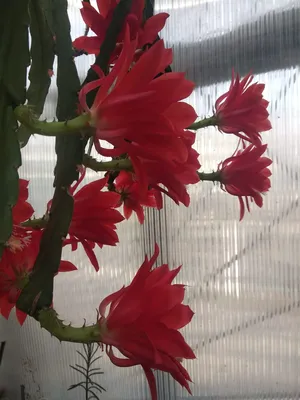 Цветущий кактус Mammillaria (Dolichotele) surculosa | Пикабу