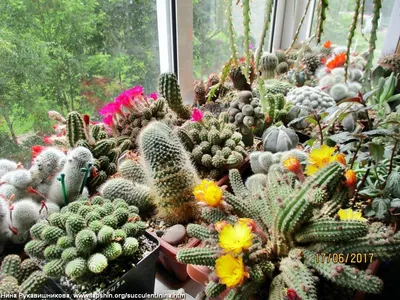 5🩵Цветущие Кактусы и Сукуленты #кактусы #cactusblooming - YouTube