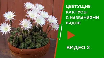 Кактус цветущий Маммиллярия – Mammillaria 1 горшок купить с доставкой в  Москве | Дом цветов