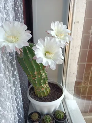 Кактусы - «А вы видели как цветут кактусы? Благоухающий аромат на всю  ванную :)» | отзывы