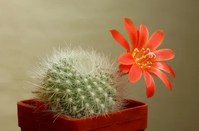 Почему не цветут цветущие кактусы: основные причины и способы решения