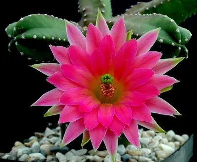 Цветущий кактус | Пикабу