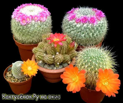 Картинки по запросу самые красивые цветущие кактусы | Blooming cactus,  Planting succulents, Flower vase diy
