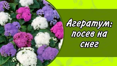 Семена цветов Агератум Поиск Голубая норка 0,1 г — цена в Оренбурге, купить  в интернет-магазине, характеристики и отзывы, фото