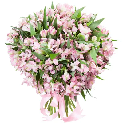 Альстромерия розовая в Бешарыке - Купить с доставкой от 18000 сум |  Интернет-магазин «Люблю цветы»