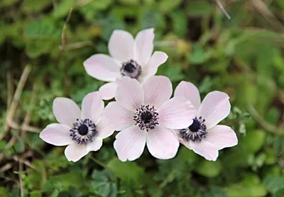 Анемоны Anemone B - Бесплатное фото на Pixabay - Pixabay