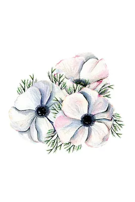 Анемоны Цветы Белые Цветки - Бесплатное фото на Pixabay - Pixabay