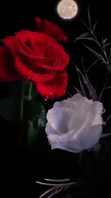 Roses Moving Wallpaper | Background for Edits footage free dowland - YouTube