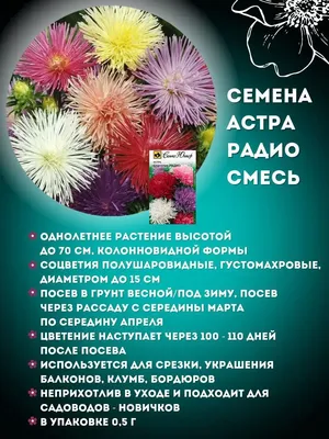 Астры. Все о цветах для детей. Воспитателям детских садов, школьным  учителям и педагогам - Маам.ру