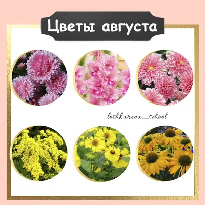 Цветы августа | Блог Екатерины Лошкарёвой | Дзен