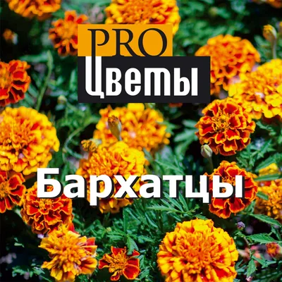 Бархатцы (Tagetes). Описание, выращивание, посадка и уход. Программа PRO  Цветы (ПРО Цветы) |  - ландшафтный дизайн