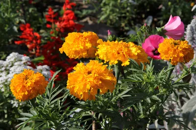 Купить семена цветов Бархатцев Антигуа на дачу почтой | оптом и в розницу