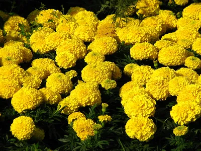 Бархатцы (Tagetes). Описание, выращивание, посадка и уход. Программа PRO  Цветы (ПРО Цветы) |  - ландшафтный дизайн