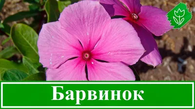 Барвинок большой Variegata Vinca major Variegata - купить сорт в питомнике,  саженцы в Санкт-Петербурге