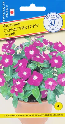 Барвинок малый голубой (Vinca minor)