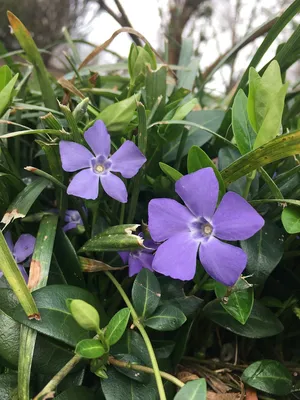 Барвинок малый 'Argenteovariegata' (Vinca minor 'Argenteovariegata')