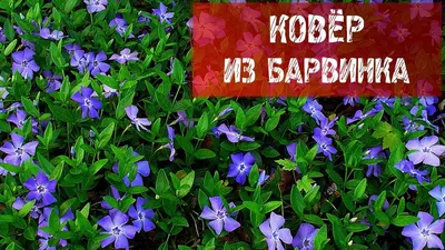 Барвинок малый "Vinca"