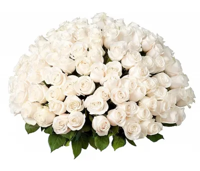 Белые розы классика 101 шт. купить с доставкой в Москве. Цена от 11110 ₽