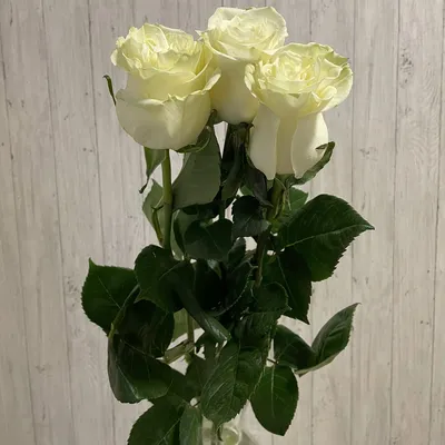 Красивые белые розы фото | Букеты белых роз фото