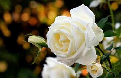 Розы Эквадор белые в Апатитах - Купить с доставкой от 220 руб. |  Интернет-магазин «Люблю цветы»